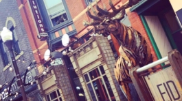 Elk at Evolutions2