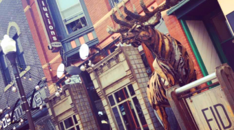 Elk at Evolutions2